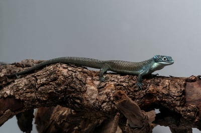 綠樹鱷蜥｜Abronia graminea5