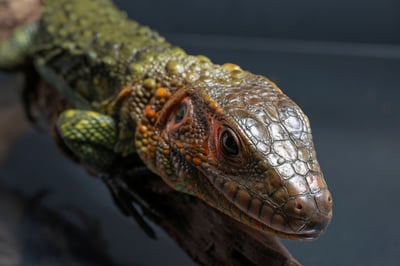 秘魯鰐蜥｜Dracaena guianensis3