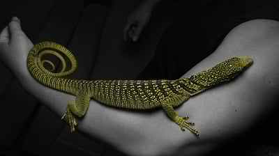 瑞氏巨蜥｜Varanus reisingeri4