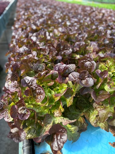 兔兔多汁水耕菜菜(開放日安置中心取貨)2