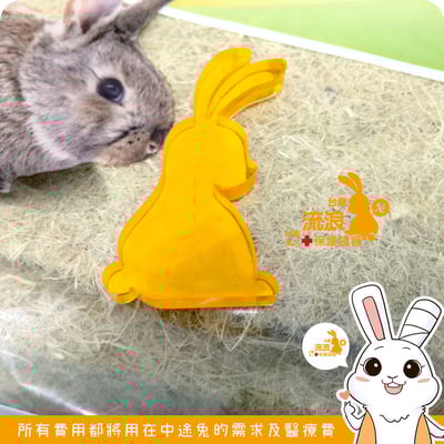 CHIPSI 小動物專用軟踏墊 好忙墊 XL2
