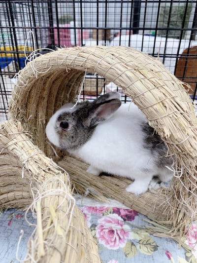 兔窩貓宅 隧道6