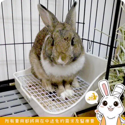 Gex 愛兔正方型兔子便盆5