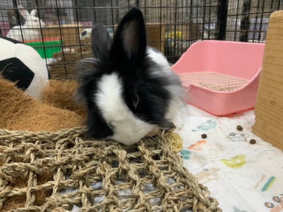 啃咬時光 水草方形爬網1