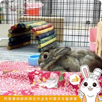 Kaytee 可彎曲木頭彩虹隧道4