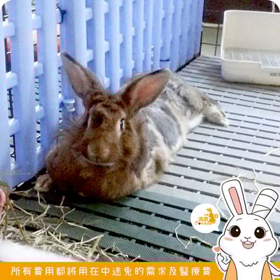 兔子踏墊5
