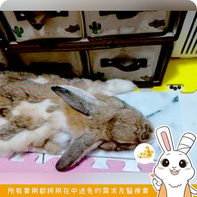 寵物用白大理石涼墊3