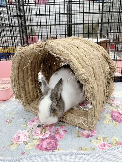 兔窩貓宅 隧道5