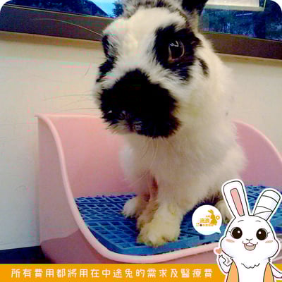 Gex 愛兔正方型兔子便盆8