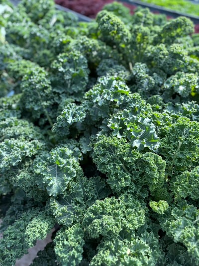 兔兔多汁水耕菜菜(開放日安置中心取貨)4