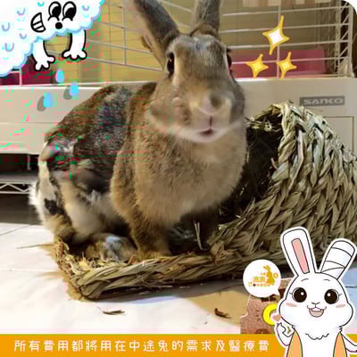 Jolly 大頭草鞋睡房 大號5