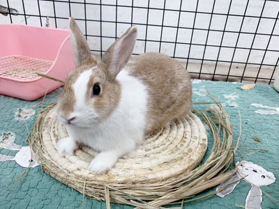 兔窩貓宅 圓草墊1