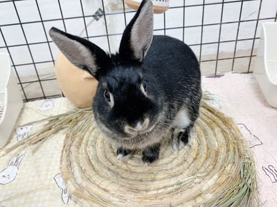 兔窩貓宅 圓草墊2