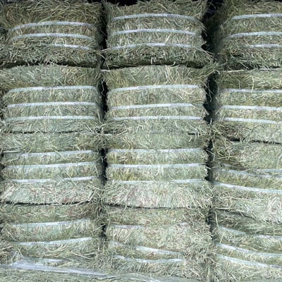 賽馬級提摩西 T2 二割提摩西 梗多1