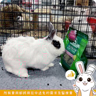 MOMI 提摩西/苜蓿 牧草塊 草磚2