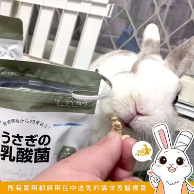 日本WOOLY 乳酸菌2