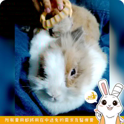 Philocomb 寵物按摩貝殼梳 (E1)(E3)8