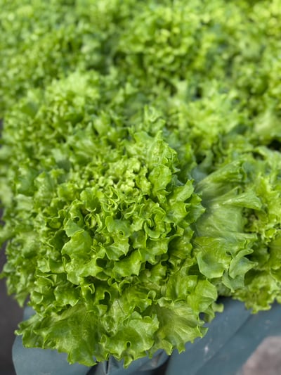 兔兔多汁水耕菜菜(開放日安置中心取貨)1