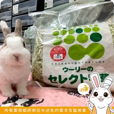 日本WOOLY 澳洲燕麥草(2025版)1