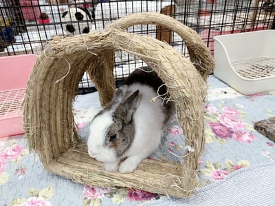 兔窩貓宅 隧道3