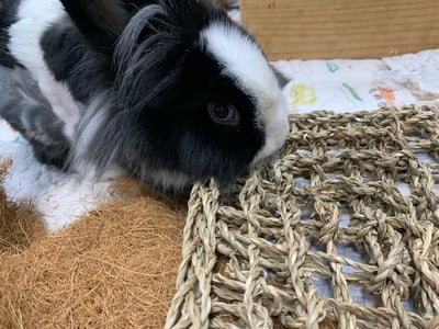 啃咬時光 水草方形爬網3