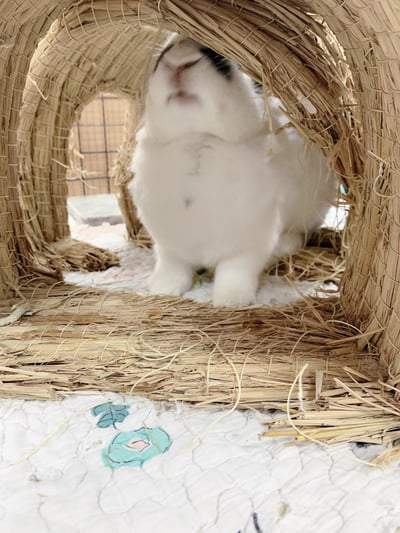 兔窩貓宅 隧道10