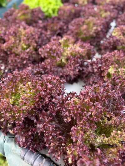 兔兔多汁水耕菜菜(開放日安置中心取貨)3