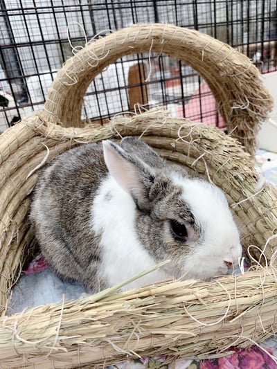 兔窩貓宅 隧道8