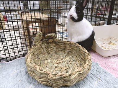 日本 Sumi-CA 兔耳草編窩 S/M2