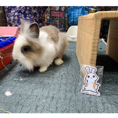 浪兔 icash2.0卡 造型卡 鑰匙圈7