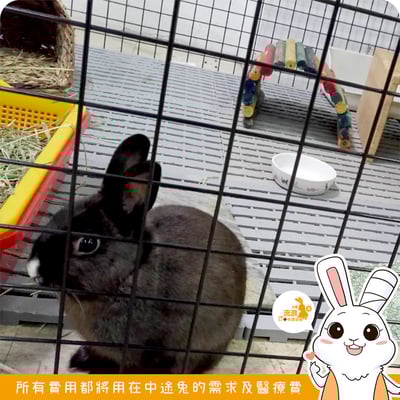 Kaytee 可彎曲木頭彩虹隧道3