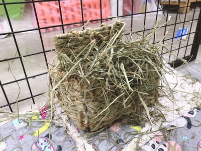 日本 Sumi-CA 燕麥草專用牧草架4