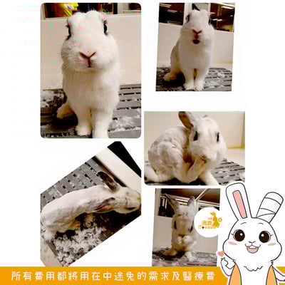 安置中心預約剃毛/剪指甲服務4