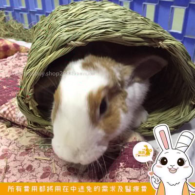 OXBOW 提摩西綠色隧道2