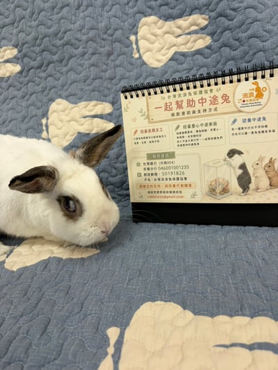 預購【健康養兔兔 x 2027 浪兔公益桌曆】+桌曆含限定版兔小浪造型icash6