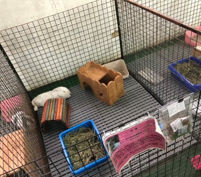 捐助 安置中心中途兔圍片(衛部救字第1141365125號)3