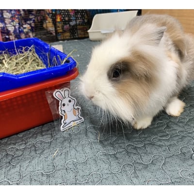 浪兔 icash2.0卡 造型卡 鑰匙圈6