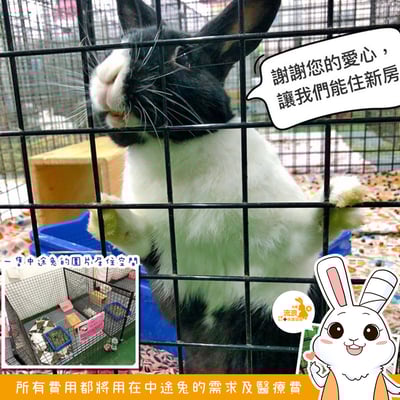 捐助 安置中心中途兔圍片(衛部救字第1141365125號)1