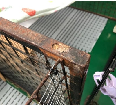 捐助 安置中心中途兔圍片(衛部救字第1141365125號)4