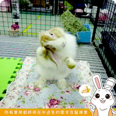 防滑棉料布墊10