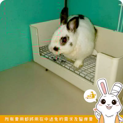 LillipHut麗利寶 愛兔長方形便盆4