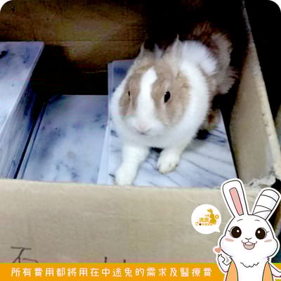 寵物用白大理石涼墊4