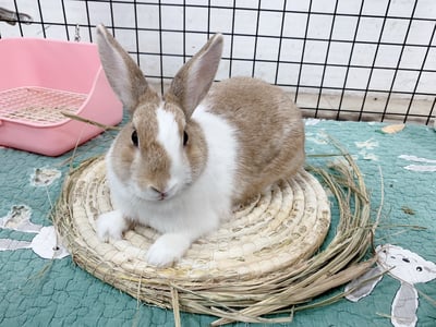 兔窩貓宅 圓草墊3