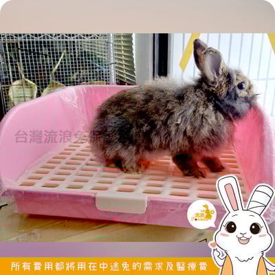 超級大便盆(顏色隨機出貨)1