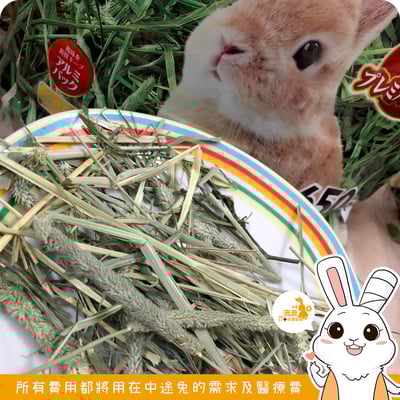 GEX彩食健美 提摩西草3