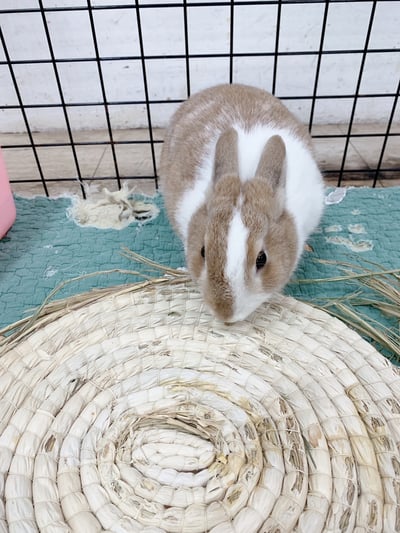 兔窩貓宅 圓草墊6