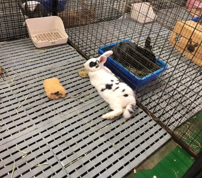 捐助 安置中心中途兔圍片(衛部救字第1141365125號)6