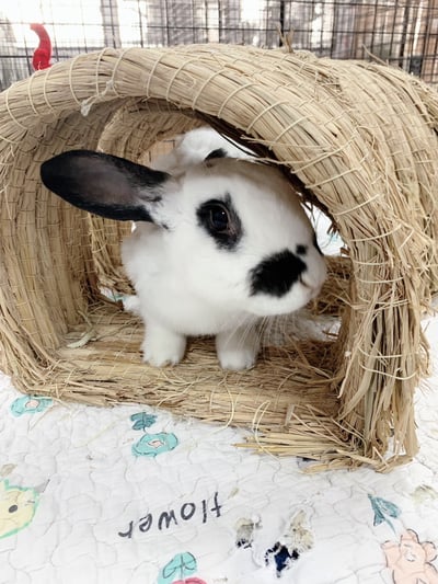 兔窩貓宅 隧道7