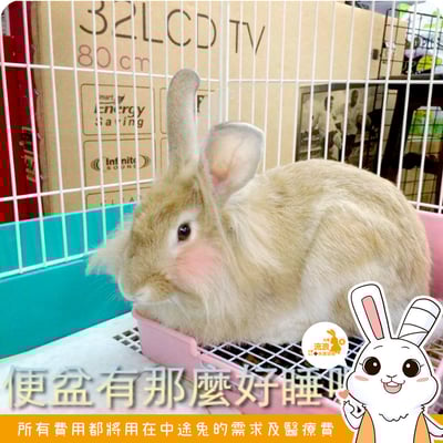 Gex 愛兔四角型兔子便盆3