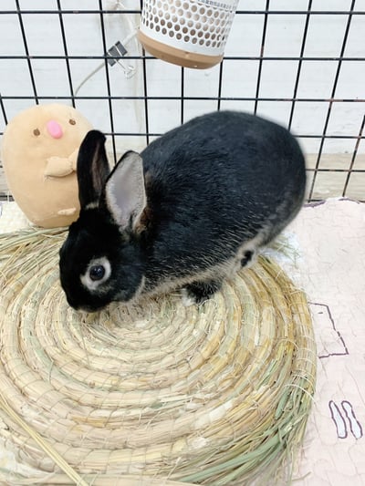 兔窩貓宅 圓草墊7